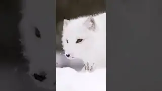 🤔 Песцы. Дикие звери Ямала