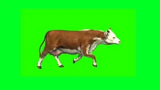 Cow Walking And Running Green Screen | Red And White Cow Walking