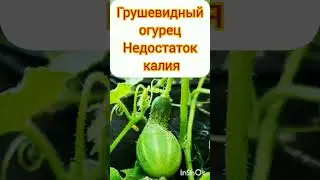 самые распространённые проблемы огурцов