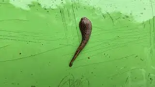 The Movement of a Large Leech