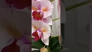 Орхидея PF-5017