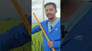 Batari indra01 Hybrid Rice| Milking Stage