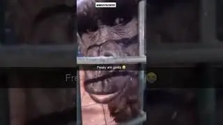 Oh no a grilla😭 ||#meme