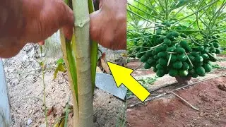 पपीते मे यह चीरा करता जादुई काम। ~ Papaya Bending (Twisting)