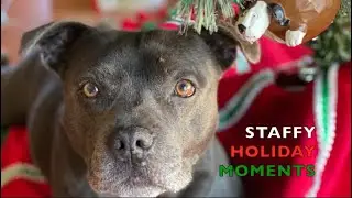 STAFFY HOLIDAY MOMENTS #1