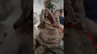 Смешное видео 