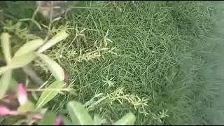 SIMPLE EXPERIMENT : How To Make Rainbow???