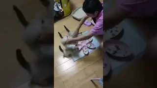 Man feeds a pack of hungry cats!!! Watch all