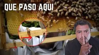 Revisión y Atención  de las Colmenas en Tiempos de Escasez de Alimento🐝