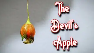 MANDRAKE FRUIT - Tasting The Forbidden Fruit of The Mandrake Root - Weird Fruit Explorer