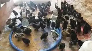 Kadaknath chicken in Nepal