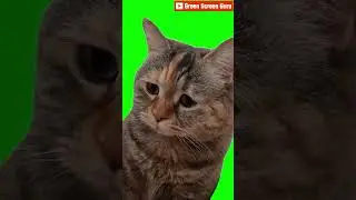 Sad Cat Meme Green Screen #greenscreen #cat #memes #chromakey