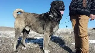 Bu Kangalın Göğsü Aslandan Daha Dik