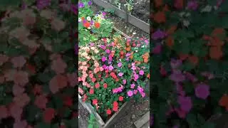 GROW WHAT YOU EAT// AND EAT WHAT YOU GROW!#shorts//Video linkhttps://youtu.be/EDP_JnBXyRM #food