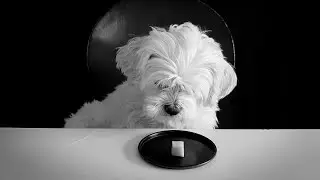 Underdog: 99 Marshmallow Test