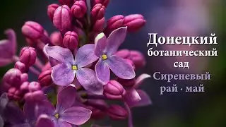 Донецкий ботанический сад. Сиреневый рай - май