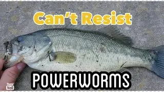 These BASS Can't Resist the POWER WORMS!!