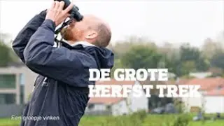De vogeltrek is op volle kracht
