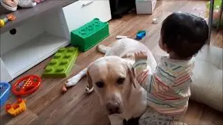 Labrador and children.