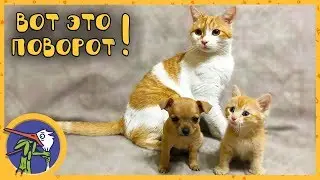 We go to the animal market to buy friends for our cat Ryzhik(Ginger). Buy a puppy and save a kitten