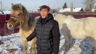 Как чувствуют себя якутские лошади в Иркутске?