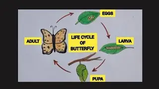 How to draw life  cycle  of a butterfly  easily