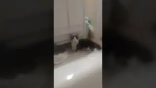 kitty cat