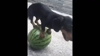 На арбузу как в цирку...