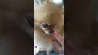 У нас гостья. Шпиц. Вязаный мир