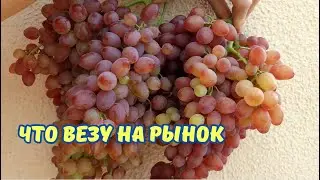 Кишмиш и мускат для рынка.