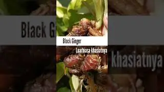 Black Ginger luarbiasa khasiatnya
