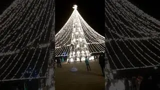 Как в Сочи украсили Ёлочку и пальмы 2021-2022.