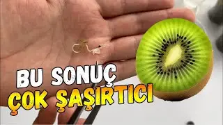Tohumdan Kivi Çimlendirme
