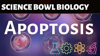 What is Apoptosis and Necrosis? | Science Bowl Biology Practice