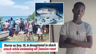 Hot News: Horror as boy, 16, is decapitated in shark attack while swimming off Jamaica coast