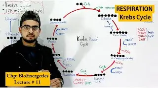 Krebs Cycle step by step |Citric acid Cycle or TCA|
