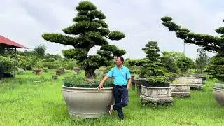 Cách tặng cây khiến người nhận nhớ mãi