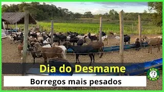 Dia do desmame dos borregos - Borregos 1,3 kg mais pesados