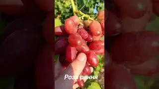 Grapes Rosa early