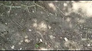 Как развиваются портулак и свинорой  часть 2