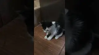 Anak kucing habis makan | Capi