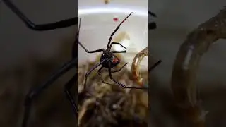 Black widow feeding! #centipedeslair #blackwidow #spiderman