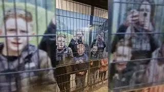 Perspektivwechsel - eingesperrt im Käfig #tiere #menschen #zoo