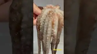 Octopus 🐙 Spearfishing