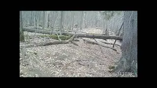 Два медведя  Видео с фотоловушки С В  Кондруховой