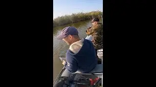 Судак на спиннинг