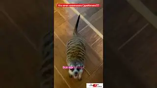 Милое и беспроблемное существо? Конечно нет! 