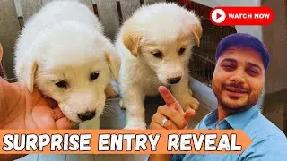 Lallu Khait Birds Market Main Police Agai👮‍♂️ Mini Zoo Main Surprise Entry 😍