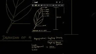 Calculating Magnification Scientific Drawing CXC CSEC Biology Integrated Science