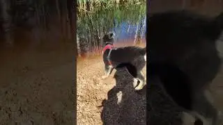 #анапскаяушастая